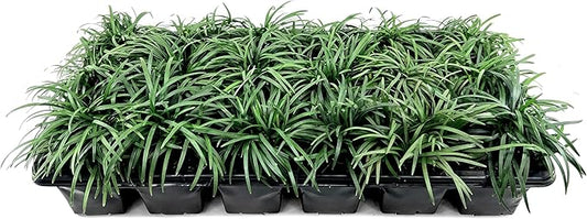 Dwarf Mondo Grass | 30 Large 4 Inch Pots | Ophiopogon Japonicus Nanus | Live Evergreen Shade Loving Groundcover