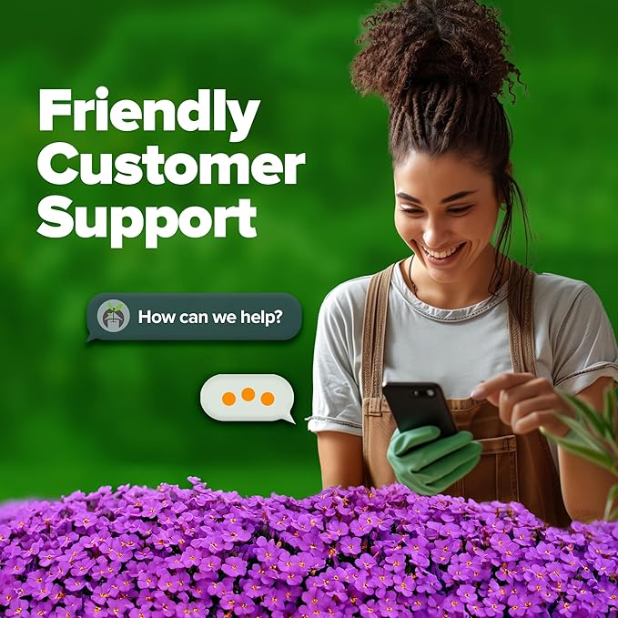 HOME GROWN Aubrieta Rock Cress Purple, Flowering Ground Cover Seed Pack, Perennial Cress Seeds for Planting Outdoor Lawn Gardens 300 Aubrieta deltoidea Flower Seeds