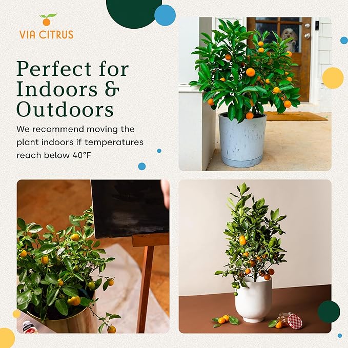 Calamondin Tree Live Plants Outdoor Plant 18-22" Tall - Dwarf Indoor Fruit Trees Live Plants Cannot Ship: CA, AZ/TX/LA – Patio Fruit Plant Pot, Housewarming Gifts, Real Citrus Tree Pot by Via Citrus