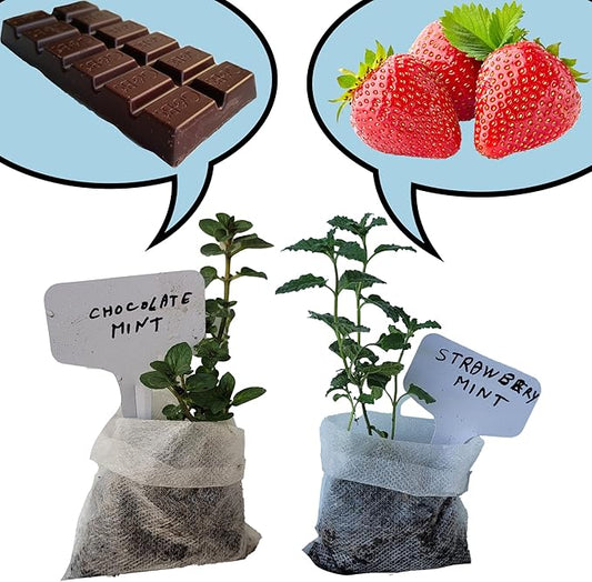 Chocolate+Strawberry Mint Plants. Live, Fragrant, Fresh, Easy Grow. Edible. Indoor/Outdoor. (Choc+Strawberry Mint Bags)