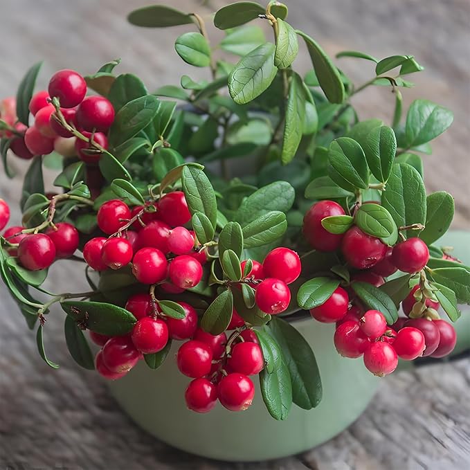 1500pcs Mixed Berry Seeds Kit for Planting (Strawberriy, Blueberry, Raspberry, Mulberry, Cranberry, Cherry Seeds Pack), Non-GMO Perennial Fruits Seeds, Home Garden Plants for Outdoors