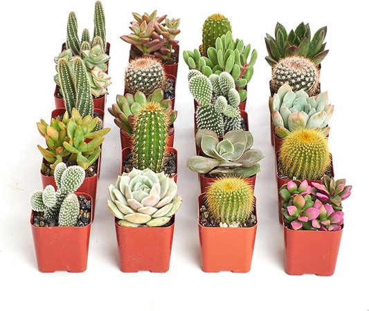 Shop Succulents Premium Live Mini Cactus and Succulent Plants in 2" Pots, Easy Care Indoor or Outdoor Gardening, Terrariums, Favors, & Contemporary Spaces with Hardy, Resilient Varieties, Pack of 40