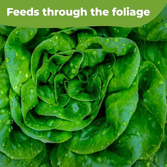 Premium Lettuce and Leafy Greens Fertilizer by Perfect Plants | Liquid Spray Plant Food for Outdoor and Indoor Gardens | Professional Spray Fertilizer 10-0-10 (8 fl oz)