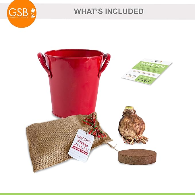 Garden State Bulb Red Double Amaryllis Bulb Gift Kit, 26/28cm (Red Planter)