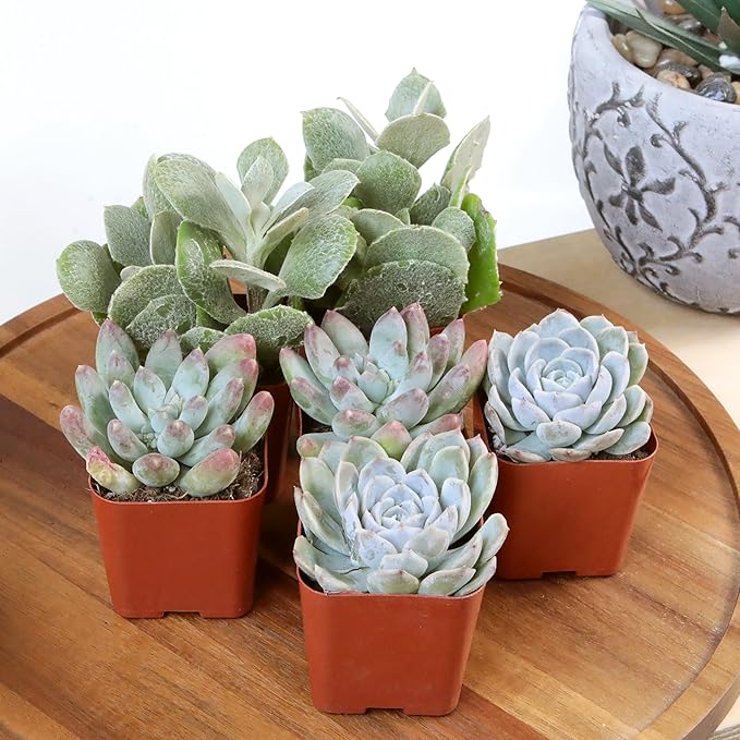 Altman Plants, Live Succulents Plants Live Houseplants (12PK), Succulents Live Plants Live House Plants Indoors Live, Live Cactus Plants Live Cacti Succulent Plants Live Indoor Plants Live Houseplants