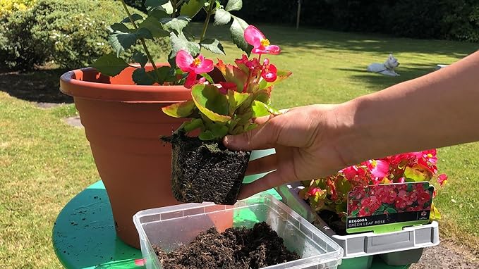 Gardenera Premium Begonia Plant Potting Mix - Crafted for Lush Growth and Captivating Blooms - 1 Quart