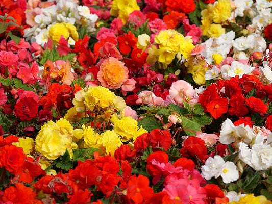 Grow Indoor Begonia Flowers - 3 Healthy Bulbs to Grow Indoors