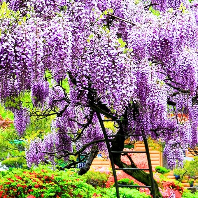 2 Purple Wisteria Trees Live Plants for Planting 6 to 12 Inch Tall, Purple Wisteria Plant Live to Grow, Wisteria Vine Live Plant for Planting, Fragrant Wisteria Flowers, in Pots