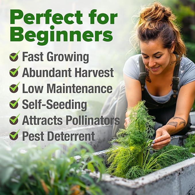 HOME GROWN Dill Seeds for Planting 1,014 Bouquet Dill Seeds and Heirloom Herb Seeds for Planting Outdoors, Grow Your Fragrant Dill Herb Garden (Anethum graveolens)