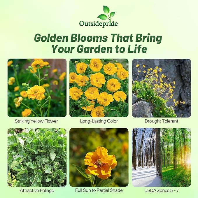 Outsidepride Lady Stratheden Geum Seeds - 2000 Pcs Easy to Grow Perennial Flower Seeds for Planting with Vibrant Blooms Attractive to Pollinators, for Cut Flower Arrangements, Borders, & Flower Beds