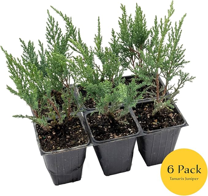6 Tamarix Juniper in 3.5" Nursery Cubes | Juniperus Sabina ‘Tamariscifolia’ | Dense, Low-Maintenance Evergreen Shrub with Fine, Feathery Foliage | Ready-to-Plant Live Starters