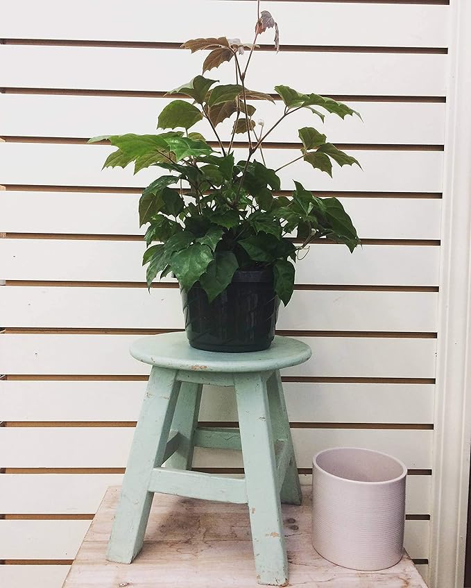 Cissus Grape Leaf Ivy, 4" Plant