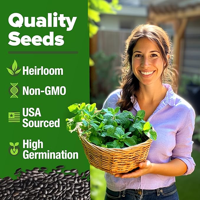 HOME GROWN Peppermint Seeds 2 Pack (Mentha × piperita) – 4,740 Heirloom Mint Seeds for Planting – Grow Indoors or Outdoors, Kitchen Herb Garden Favorite
