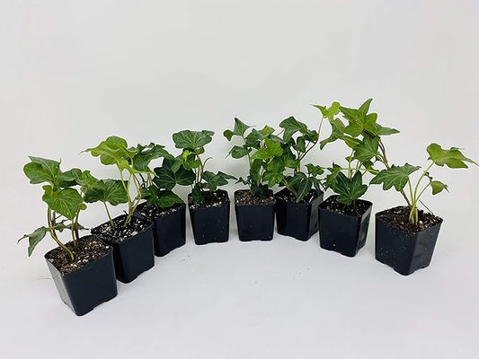 Baltic English Ivy 8 Plants - Hardy Groundcover - 2 1/4" Pot