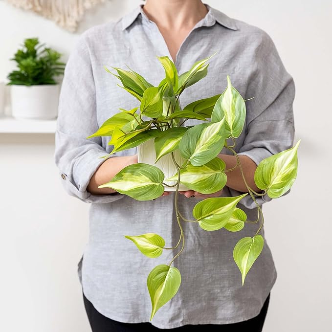 Kurrajong Farmhouse Light Green Fake pothos Plant | Fake Plant for Shelf Decor | Artificial Trailing Ivy Plant with 5" Wide x 3.5" high Ceramic Pot | Faux pothos | Feaux Pothos