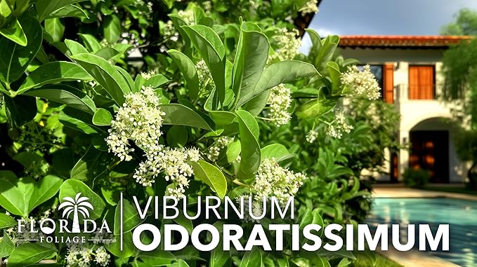 Viburnum Odoratissimum | 30 Live Plants | Viburnum odoratissimum | Fast Growing Privacy Hedge | Evergreen Screening Shrub