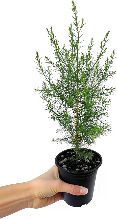 Southern Red Cedar | 1 Live 4 Inch Pot | Juniperus Virginiana Silicicola | Evergreen Privacy Trees | Native Landscape Plants
