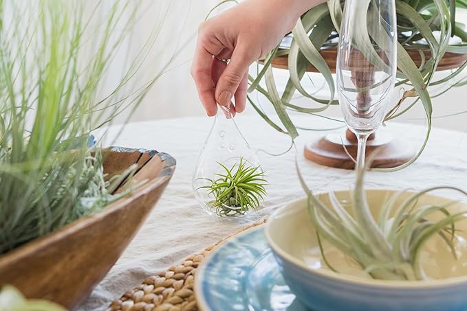 Air Plant Shop 10 Pack Tough Stuff Collection of Tillandsia Air Plants- Wholesale and Bulk - Succulents - Live Tillandsia - Easy Care Indoor and Outdoor House Plants