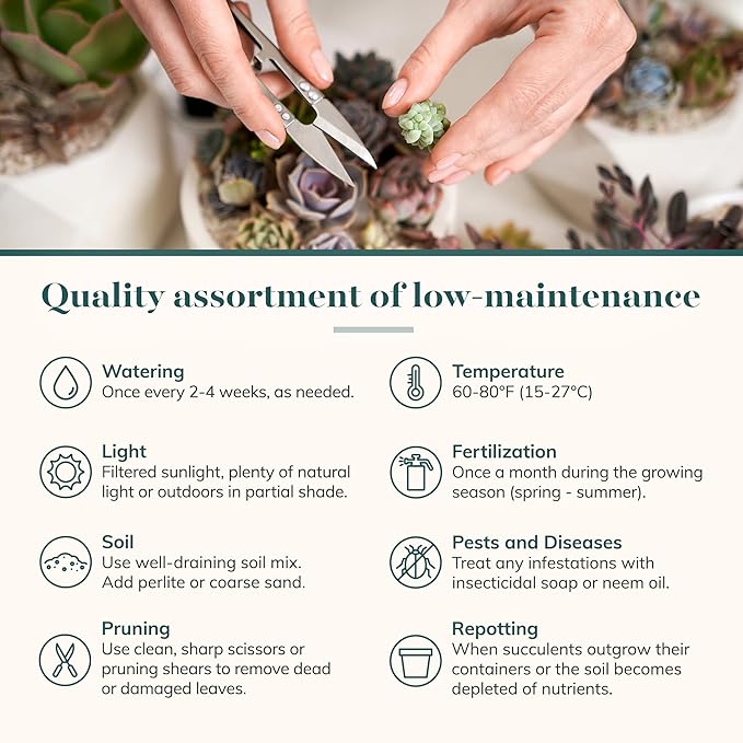 Shop Succulents Pastel Succulent Plant Pack Collection - Live Mini Succulent Plants, Low Maintenance, Bright & Serene Colors & Textures - Wedding and Party Favors, Gift & Garden, Pack of 4