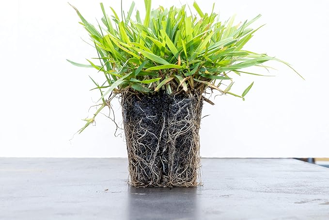 Zoysia Plugs - 50 Full & Lush Grass Plugs | Mature Roots | Individually Grown