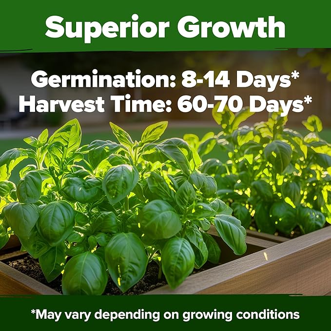 HOME GROWN Italian Basil Seeds Bulk Pack 1,424 Sweet Large Leaf Basil Seeds for Planting and Heirloom Herb Seeds for Planting Indoors or Outdoors (Ocimum basilicum)
