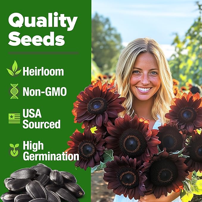 HOME GROWN Chocolate Cherry Sunflower Seeds – 75 Heirloom Seeds for Planting Burgundy Sunflowers – Tall Flower for Garden, Pollinators, Butterflies (Helianthus annuus)