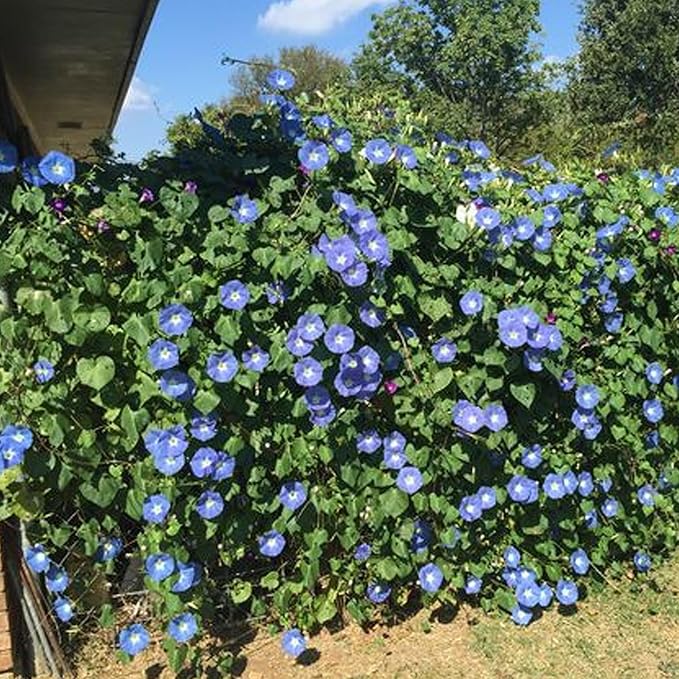Park Seed Morning Glory Vine Flower Plant Seeds, Easy to Grow, Perfect for Spring Garden, Heavenly Blue, Pack of 50