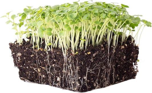 Green Mustard Microgreens Seeds - 5 Lb Bulk ~960,000 Seeds - Grow Non-GMO Micro Mustard Herb Greens - Premium Seed - High Germination Rate