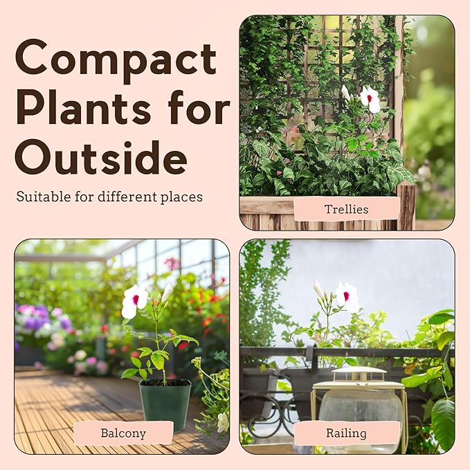 My Shelfie - Pink Bower Flower Vine, Pink Plant Vine for Trellises, Railings, Balconies, and More, 5-6 Inches Tall Live Plants in 2-Inch Pot, Outdoor Plant for USDA Zones 9-11 (3)