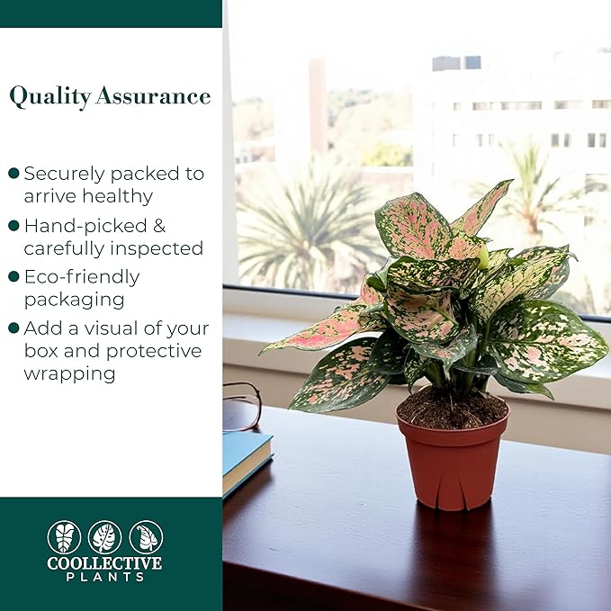 CoollectivePlants Aglaonema Katrina – Aglaonema Live Plant in 4” Grower’s Pot, Chinese Evergreen Plant Live, Green and Pink Variegated Foliage, Includes UniHeat Pack for Winter Protection