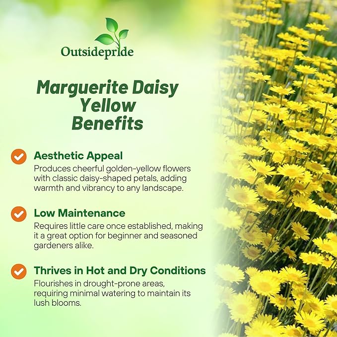 Outsidepride Yellow Marguerite Daisy Seeds - 5000 Pcs. Perennial Drought-Tolerant & Pollinator-Friendly, Flower Seeds for Planting Vibrant Blooms for Gardens, Borders & Cut Flowers