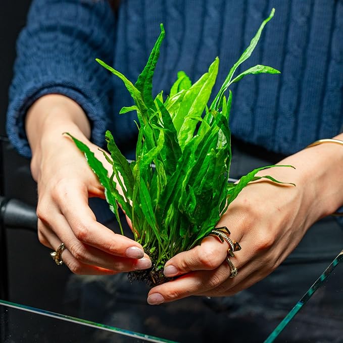 SubstrateSource Live Plants - Microsorum Pteropus ‘Narrow’ (Microsorum pteropus) - Low to Medium Light, Deep Green Accent Aquatic Epiphytic Plant, Midground to Background Placement - Pot, 1 Pack