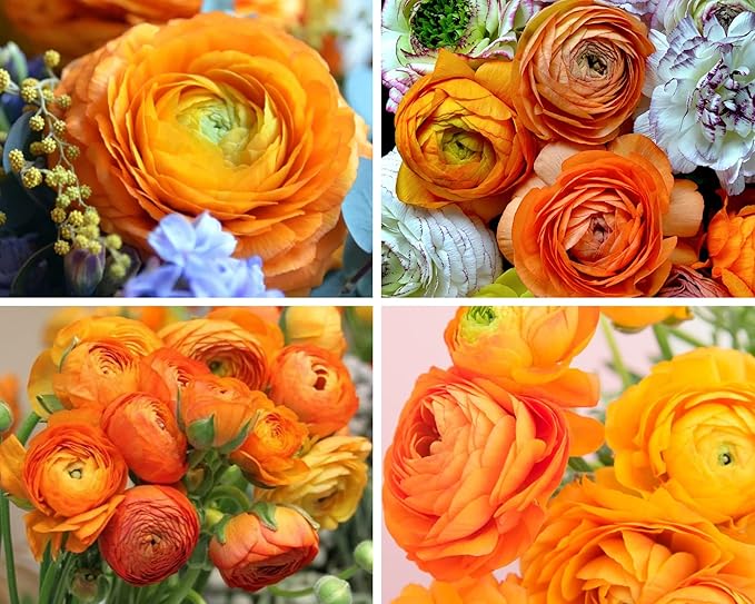 Ranunculus Bulbs for Planting, 25 Mix Ranunculus Bulbs for Fall Planting, French Peony Ranunculus Corms Bulk Ranunculus Flowers Buttercups, Butterfly Ranunculus Bulbs to Grow