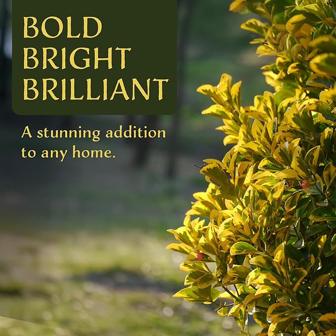 3 Golden Euonymus Shrubs | Live Plants in 2.5-inch Nursery Cubes | Japonica ‘Aureo-Marginatus’ Variety | Easy-Care Evergreen | Variegated Yellow-Green Foliage | Hedges & Shrubs for Home & Garden