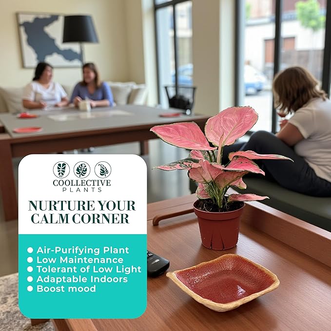 CoollectivePlants Aglaonema Beauty Pink – Aglaonema Live Plant in 4” Growers Pot - Vibrant Pink Live Indoor Plant, Easy Low Maintenance Indoor Plant, Tropical Chinese Evergreen Plant Live
