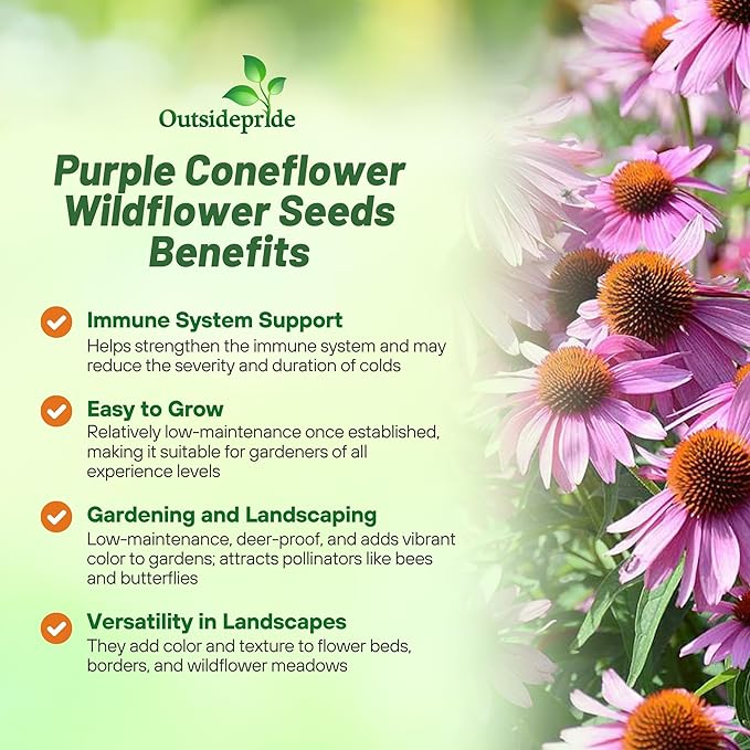 Outsidepride Purple Echinacea Coneflower Seeds - 1/4 lb Perennial, Deer-Proof & Drought Tolerant Flower Seeds with Daisy-Like Blooms for Pollinator-Friendly Gardens, Borders, & Meadows