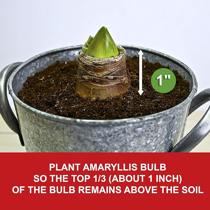 Garden State Bulb Galaxy Nymph Double Amaryllis Bulb Holiday Gift Kit, 26/28cm