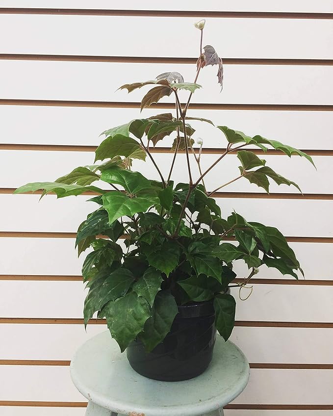Cissus Grape Leaf Ivy, 4" Plant