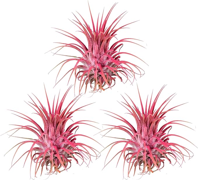 Air Plants - Tillandsia Ionantha - Organically Enhanced Color - Live Arrival Guaranteed - House Plants for Home Decor & Gift (3Pk Coral Glow + Turquoise Heart)