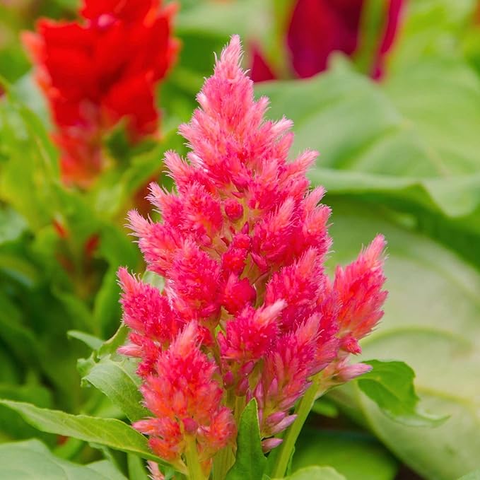 Plumed Castle Series Celosia Pink ~50 Seeds – Annual, Non-GMO, Ornamental Flower Seeds – Heat Tolerant, Compact 10–16" Plants – Great for Beds, Borders, & Containers – Vibrant Colors