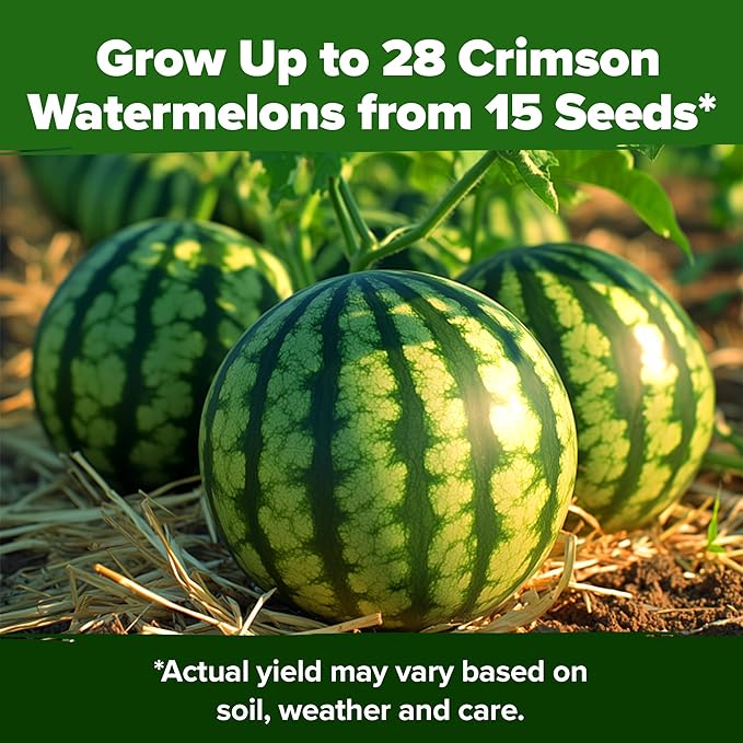 HOME GROWN Watermelon Vegetable Seeds (Crimson Sweet) – 15 Non-GMO, Heirloom Water Melon (7g) for Planting in Home Gardens or Beds Outdoors – Citrullus lanatus
