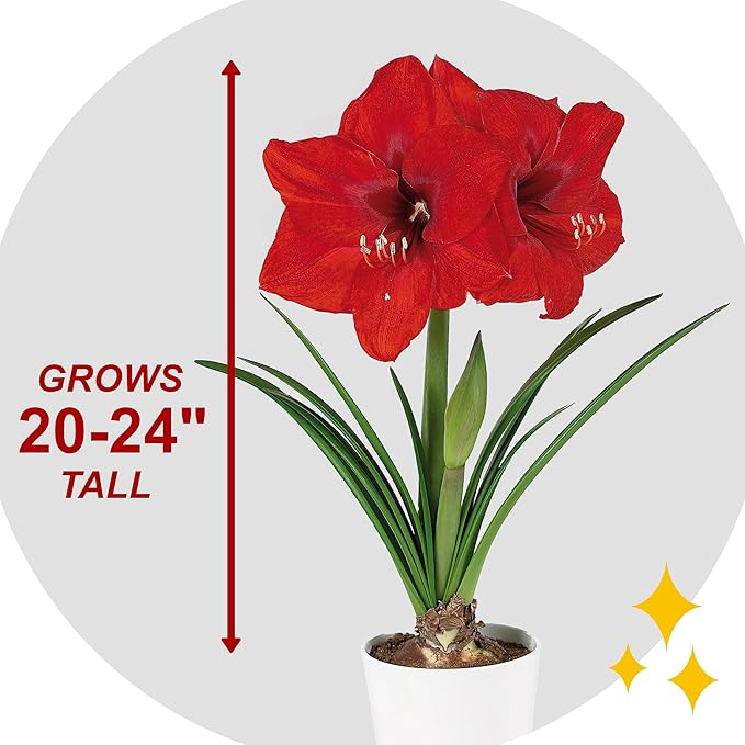 Garden State Bulb Red Lion Amaryllis Flower Bulbs, 26/28cm, Holiday Blooms! (Bag of 6)
