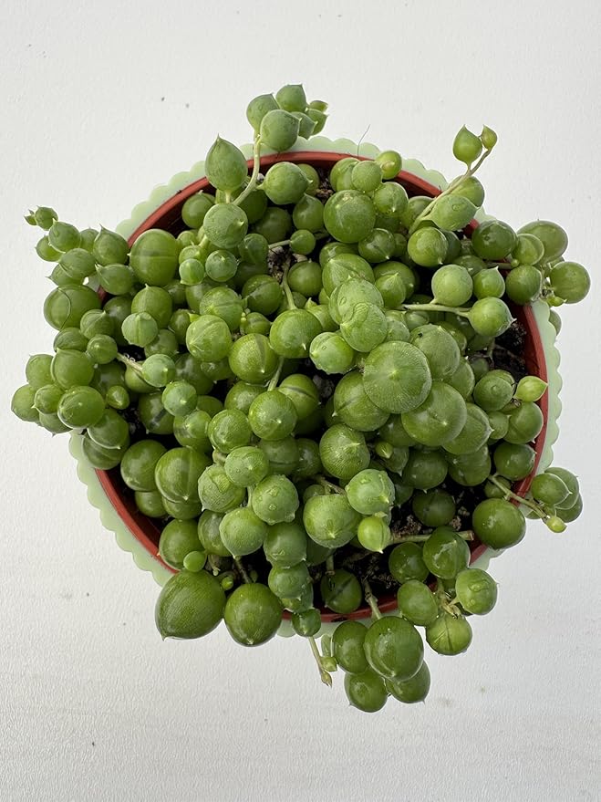 4" String of Pearls with Green Stripe Pot, Live Trailing Succulent House Plant for Home Office Wedding Hanging Decoration, DIY Projects, Party Favor