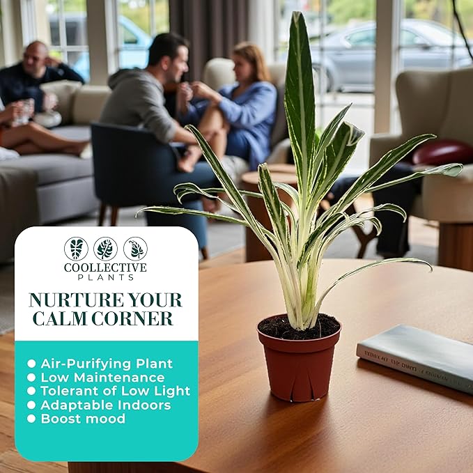 CoollectivePlants Aglaonema Bamboo – Live Indoor Plant in 4" Growers Pot - Elegant Green & Silver Foliage, Easy Care Low Light Houseplant