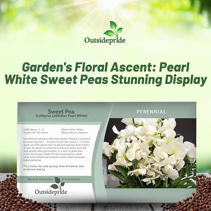 Outsidepride Pearl White Sweet Pea Seeds - 200 Pcs Perennial, Easy to Grow, Vine Seeds for Planting Fragrant, Long-Lasting Flowers with Free-Flowering Habit & Tall Size for Vertical Gardens