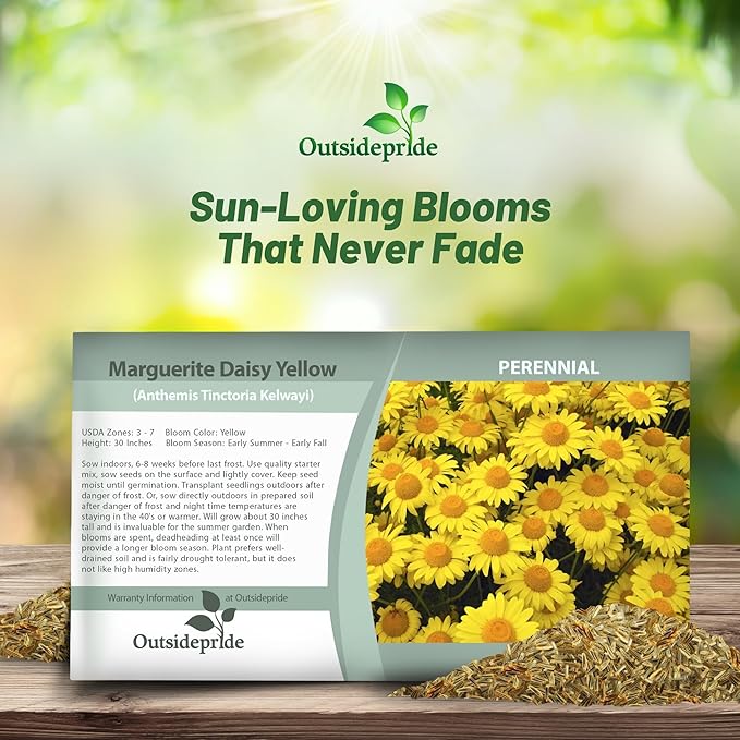 Outsidepride Yellow Marguerite Daisy Seeds - 10000 Pcs. Perennial Drought-Tolerant & Pollinator-Friendly, Flower Seeds for Planting Vibrant Blooms for Gardens, Borders & Cut Flowers