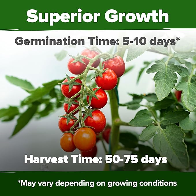 HOME GROWN Large Red Cherry Tomato Seeds Pack– 500 High Germination Heirloom Seeds – Non GMO Vegetable Seeds for Garden,Homestead & Self-Sufficient Growing(Solanum lycopersicum)