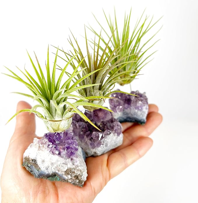 Set of 3 Mini Amethyst Crystal Air Plant Holders – Hand-Altered Natural Geode Clusters with Live Tillandsia, Ready-to-Gift Décor for Women, Birthdays, Christmas & Housewarming