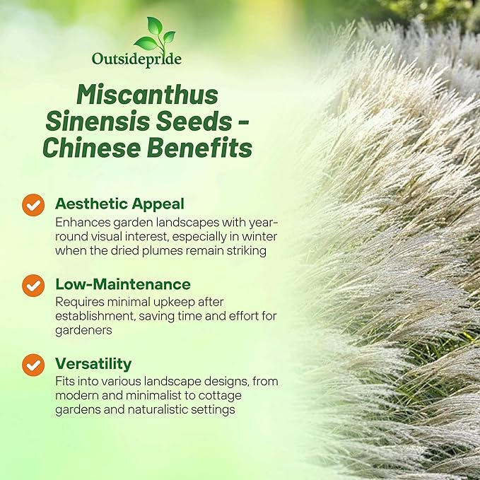Outsidepride Chinese Miscanthus Sinensis Seeds - 500 Pcs. Perennial, Drought & Heat Tolerant, Chinese Silver Ornamental Grass, Tall Growth, Low Maintenance for Landscaping & Privacy Screens