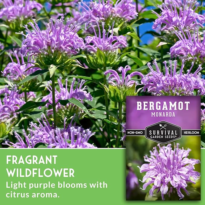 Survival Garden Seeds - Bergamot Herb (Bee Balm) Seed for Planting - 5 Packets with Instructions to Grow Monarda Fistulosa Wildflowers in Your Home Vegetable Garden - Non-GMO Heirloom Variety